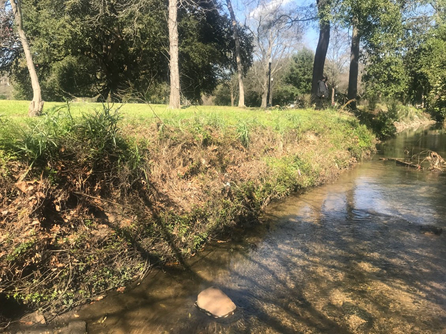 turf grass in the riparian area