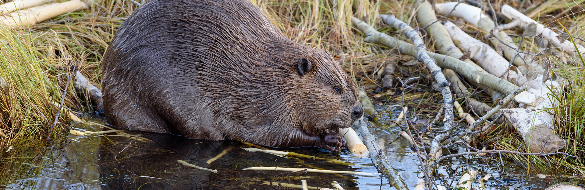 beavers in lake
