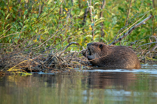 beaver dam