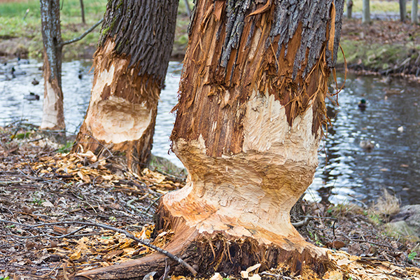 tree carved by beavers