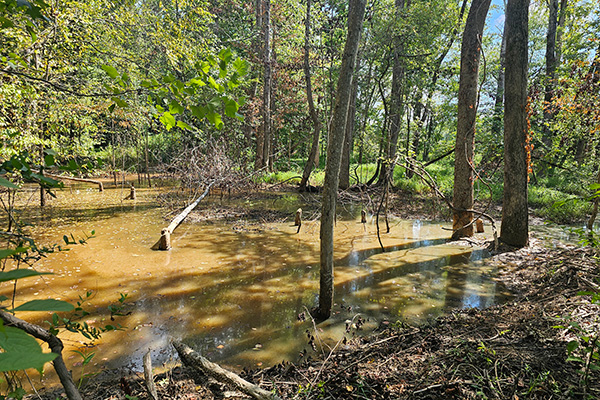 beaver flooding a river