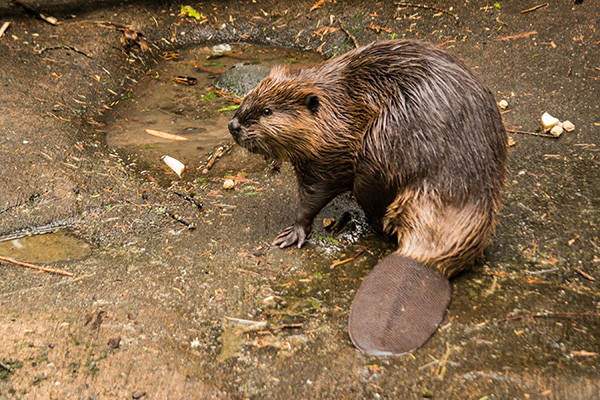 beaver in marsh