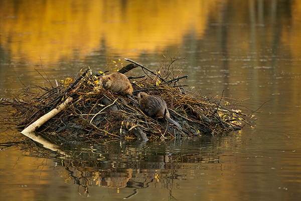 beaver lodge