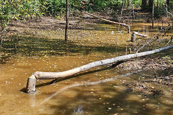 a fallen tree in a lake