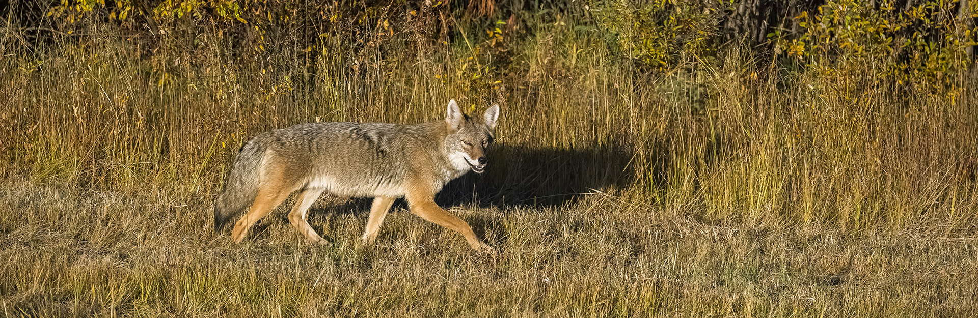 Coyote in field