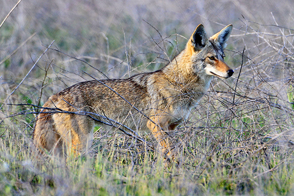 wolf in field