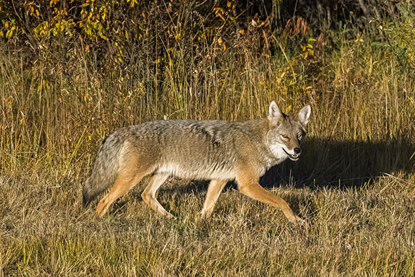 coyote in field