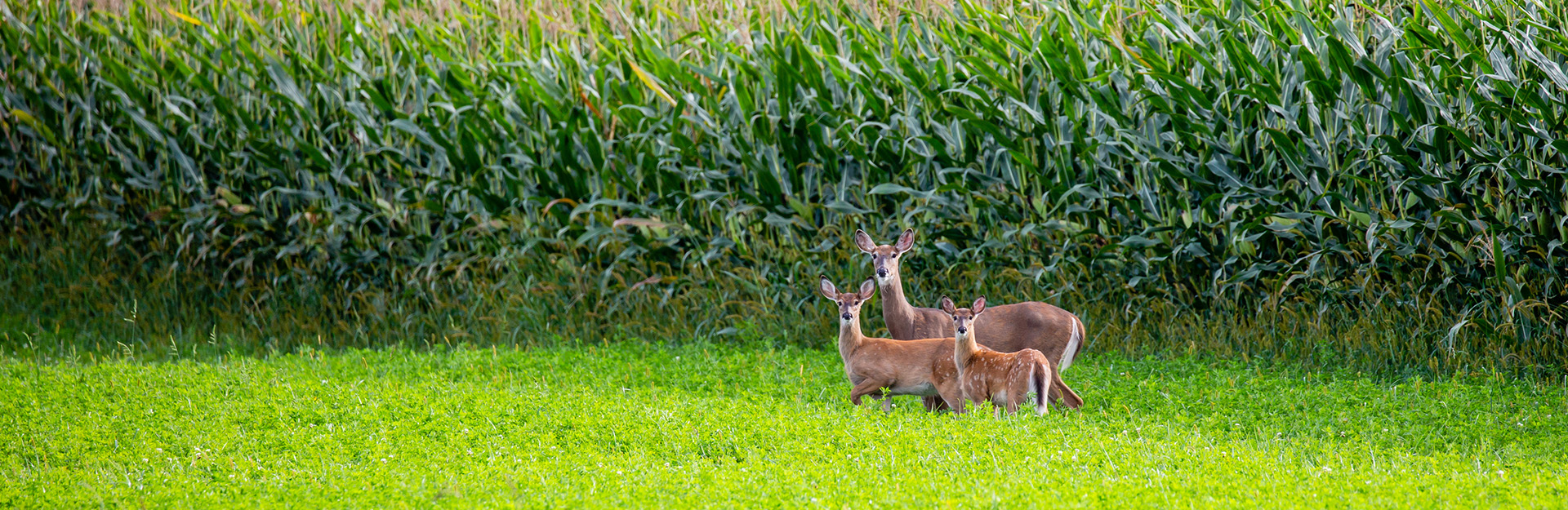 deer in field