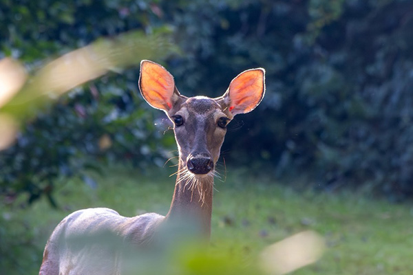 White-tailed Deer Doe