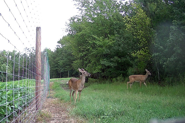 deer behind a fence