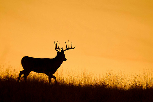 deer in field