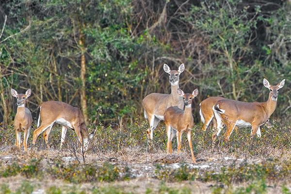 family of deer