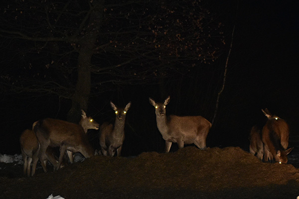 deers at night illuminated by flashlight