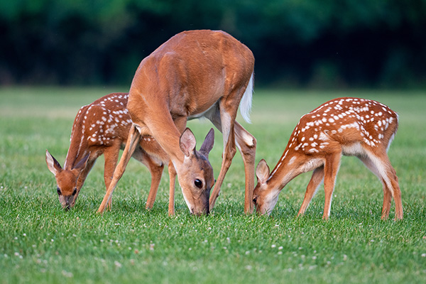 deer eating in field