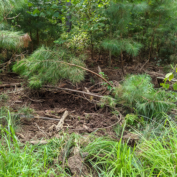 Damage to young pines caused by pigs in McCormick County, SC. (Photo by Andrew Jamison)