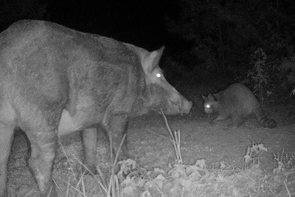 Large boar interacting with a raccoon. (Photo by Andrew Jamison)