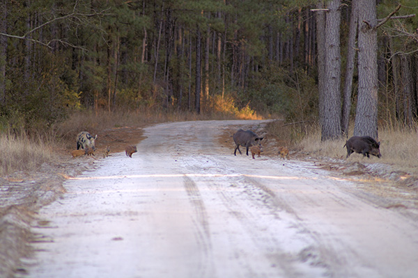 Sounder of pigs crossing a road. (Photo by Natural Graphics Photography