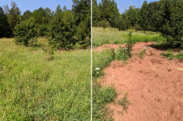 Pig rooting damage in a food plot in Greenwood County, SC. (Photo by Andrew Jamison)