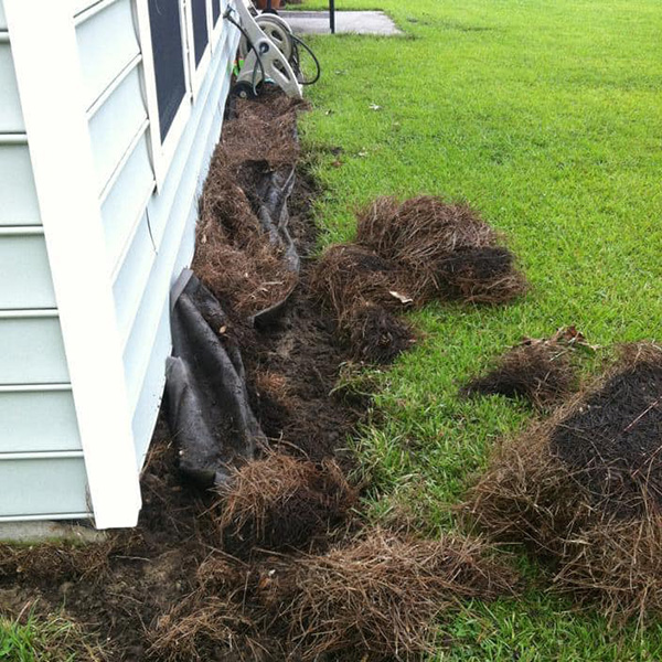 Damage done by pigs in neighborhood near Charleston. (Photo by Amanda Hashem)