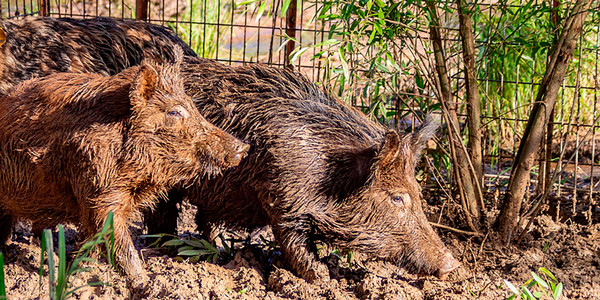 hogs in the mud