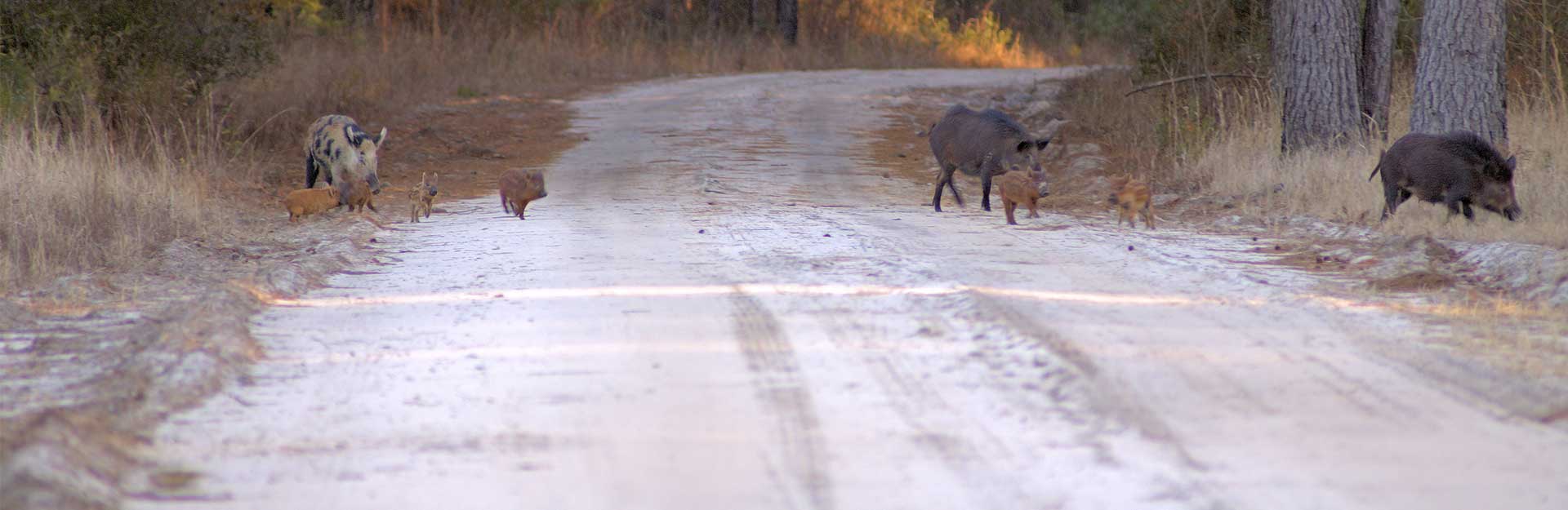 Wild hogs crossing dirt road