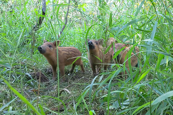 Piglets are spotted but will lose that pattern as they age. (Photo by Andrew Jamison)
