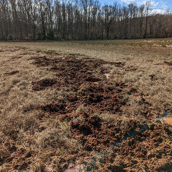 Rooting from pigs in a field in Pickens County, SC. (Photo by Andrew Jamison)