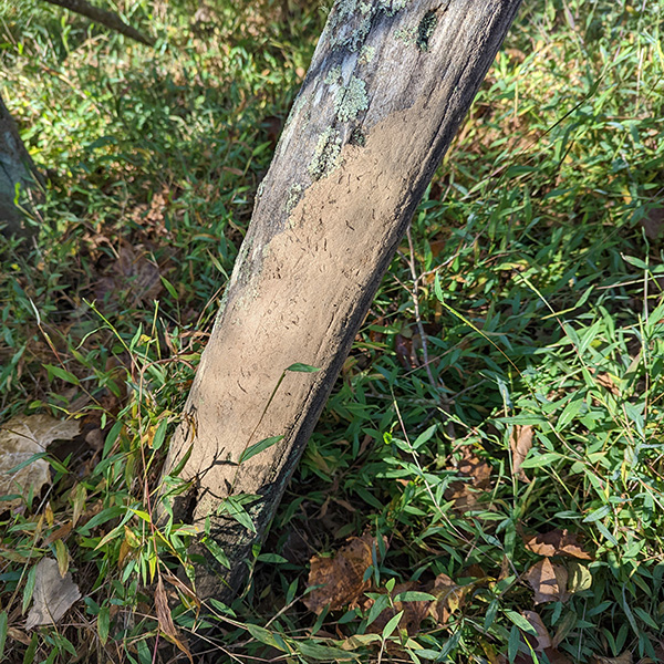 Pig rubs are usually in the form of mud stuck to the side of a tree. (Photo by Andrew Jamison)