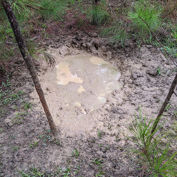 Pig wallows are often muddy holes in the ground that contain water. (Photo by Andrew Jamison)