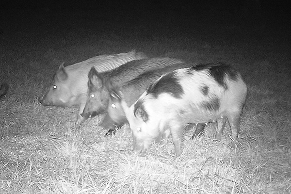 wild-hog-appearance.jpg