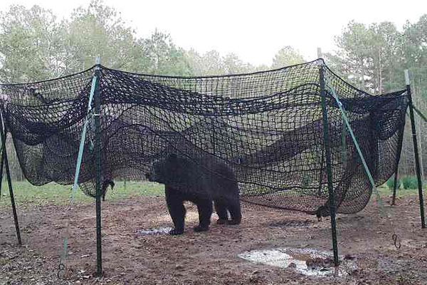 Black bear inside a Pig Brig trap. (Photo by Andrew Jamison)