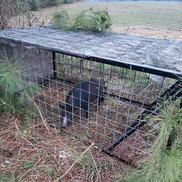 Pig caught in a cage trap. (Photo by Bo Martin)