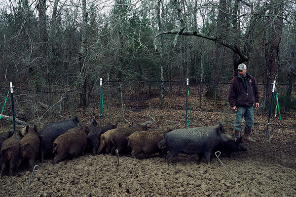 Pigs caught in a Pig Brig trap. (Photo provided by Pig Brig)