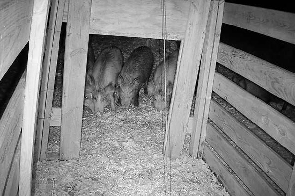 Pigs hesitant to enter a box trap. (Photo by Andrew Jamison)
