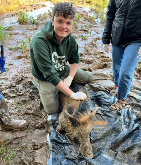 Andrew Jamison on a sedated pig