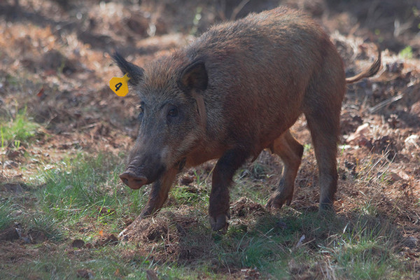 Wild pig with a collar after release. (Photo by Andrew Jamison)