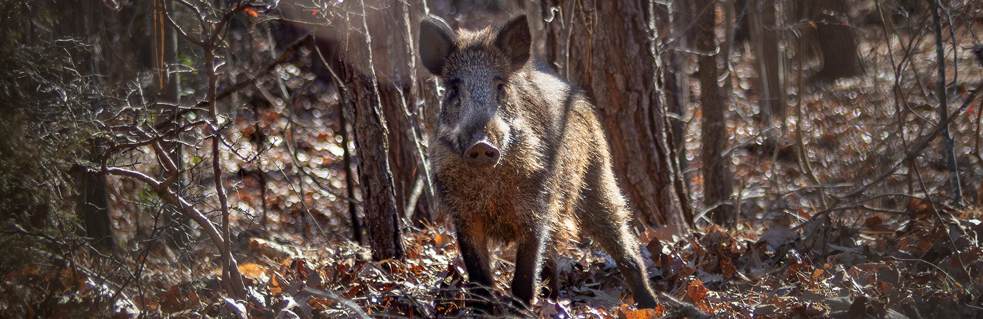 wild hog in woods