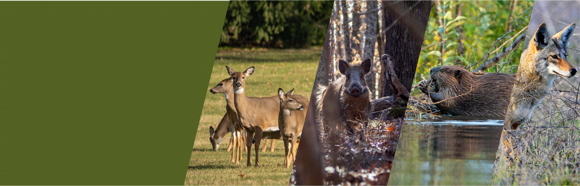 collage of 4 invasive animals