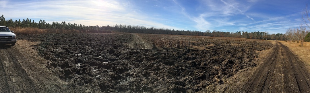 Sorghum field completely rooted by feral pigs