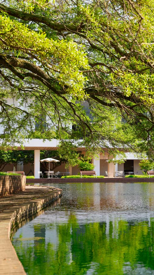 A walking path beneath large oak trees along the side of the reflection pond