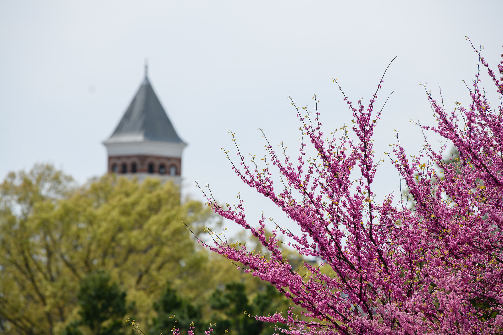 Picture of a spring day