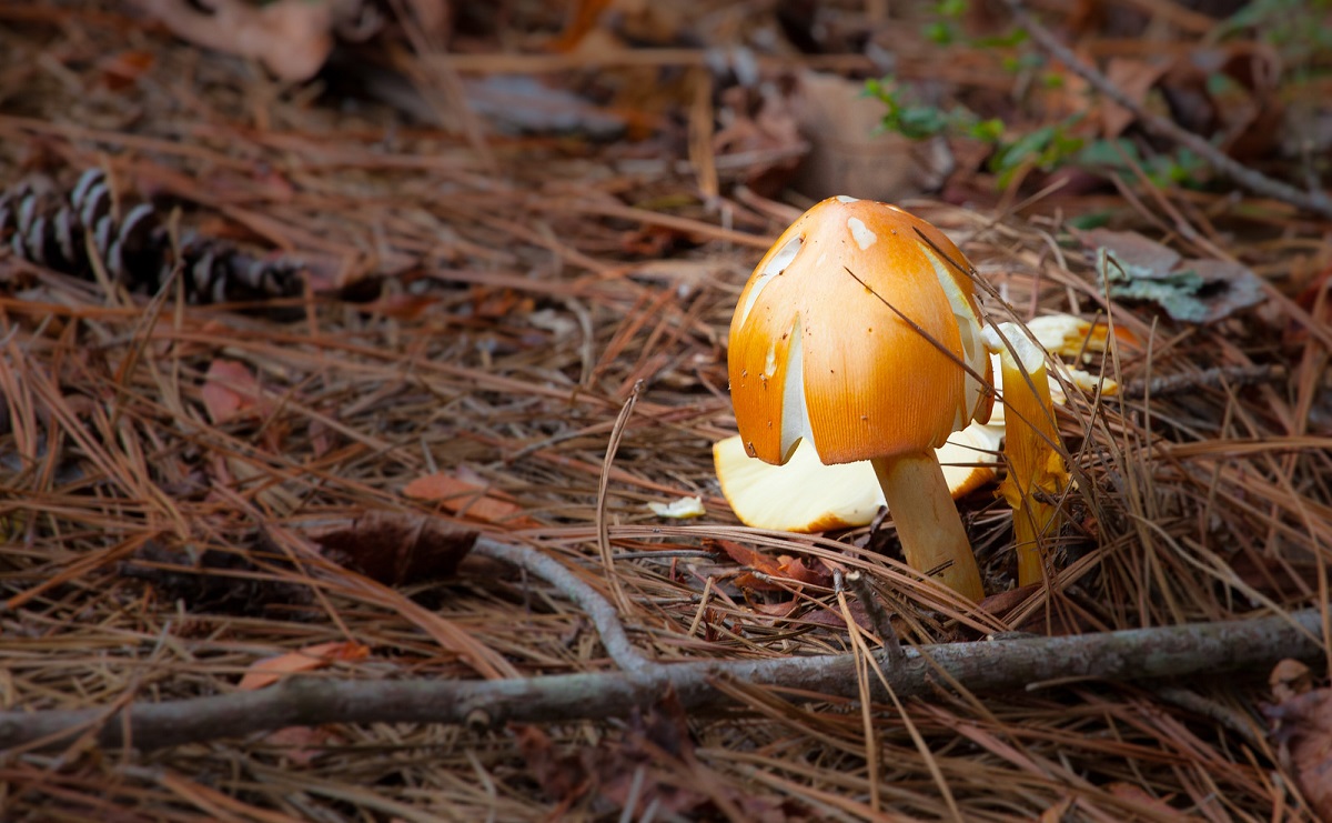 Image of a forest mushroom.