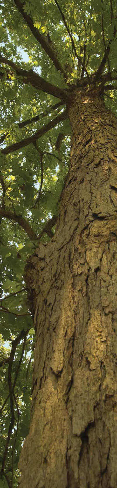 One of the trees in the Timberland Legacy Program at Clemson University, Clemson SC