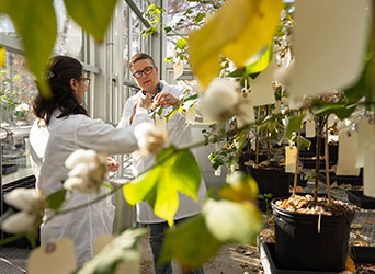 Professor and research assistant work in a green house with cotton. 