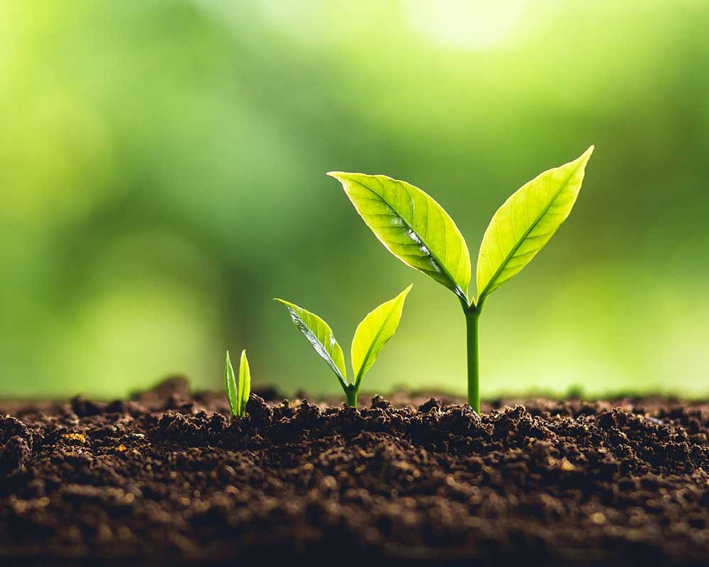 Three plants growing at different increasing heights representing the CU Grow steps