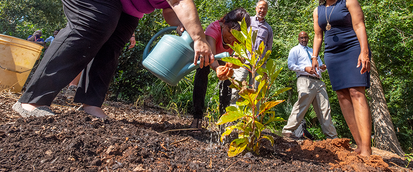 A person pours water from a watering can onto a plant in the ground.
