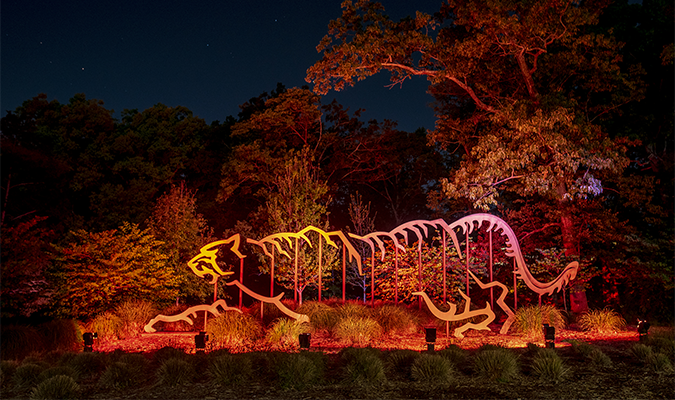 The tiger sculpture in Clemson Univeristy's Tiger Band Plaza is lit up by orange lights at night