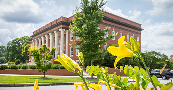 Yellow daffodils in front of Sikes Hall.