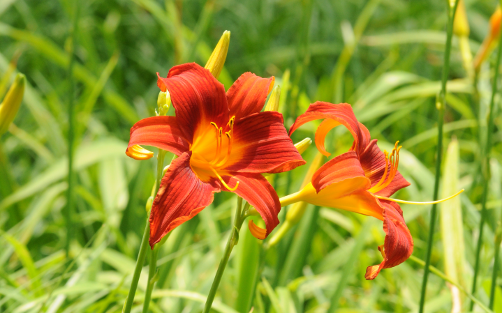 flowers