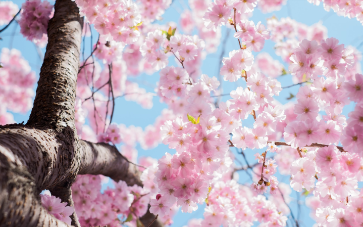blooming tree